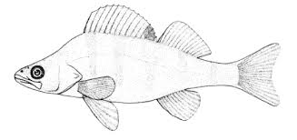 Attēlu rezultāti vaicājumam “Perca fluviatilis”