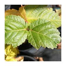 Attēlu rezultāti vaicājumam “Acer rufinerve”