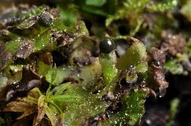 Attēlu rezultāti vaicājumam “Pellia epiphylla”