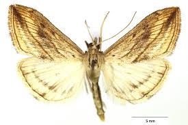 Attēlu rezultāti vaicājumam “Evergestis extimalis”