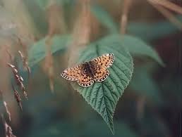 Attēlu rezultāti vaicājumam “Clossiana selene underside”