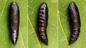 Attēlu rezultāti vaicājumam “Ortholepis betulae”