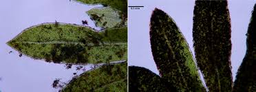Attēlu rezultāti vaicājumam “Fissidens osmundoides”