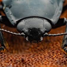 Attēlu rezultāti vaicājumam “Erotylidae”