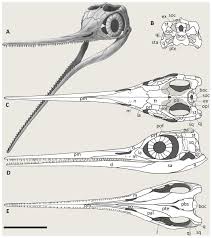 Image result for Basildon I.S.H.C.