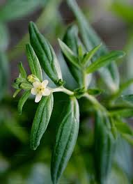 Attēlu rezultāti vaicājumam “Lithospermum officinale leaf”