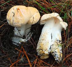 Attēlu rezultāti vaicājumam “Hydnum repandum”