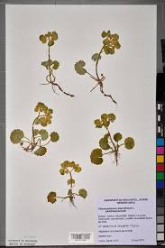 Attēlu rezultāti vaicājumam “Chrysosplenium alternifolium”