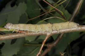 Attēlu rezultāti vaicājumam “Catocala fraxini”