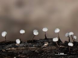 Attēlu rezultāti vaicājumam “Didymium bahiense macro”