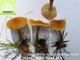 Attēlu rezultāti vaicājumam “Lactarius lygniotus”