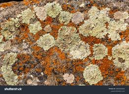 Attēlu rezultāti vaicājumam “Xanthoria candelaria”