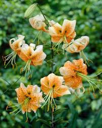 Attēlu rezultāti vaicājumam “Lilium martagon leaf”