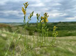 Image result for Genista tinctoria