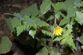 Attēlu rezultāti vaicājumam “Sonchus oleraceus leaf”