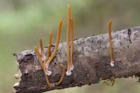 Attēlu rezultāti vaicājumam “Macrotyphula fistulosa”