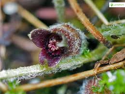 Attēlu rezultāti vaicājumam “Asarum europaeum flower”