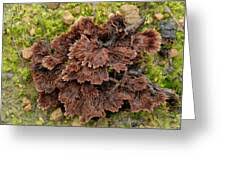 Attēlu rezultāti vaicājumam “Thelephora terrestris”