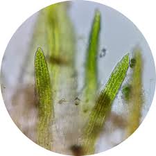 Attēlu rezultāti vaicājumam “Seligeria donniana”