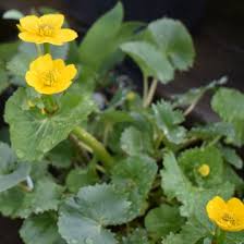 Attēlu rezultāti vaicājumam “Caltha palustris”