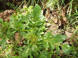 Attēlu rezultāti vaicājumam “Barbarea vulgaris subsp. arcuata fruit”