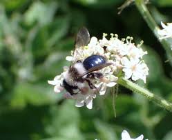 Attēlu rezultāti vaicājumam “Didymium tussilaginis macro”