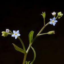 Attēlu rezultāti vaicājumam “Myosotis laxa subsp. baltica”