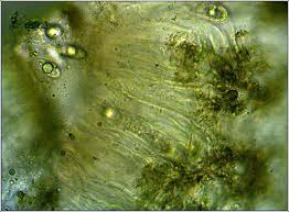 Attēlu rezultāti vaicājumam “Porpidia macrocarpa”