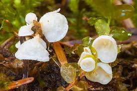 Attēlu rezultāti vaicājumam “Rimbachia neckerae”