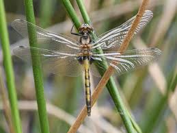Attēlu rezultāti vaicājumam “Leucorrhinia dubia male”