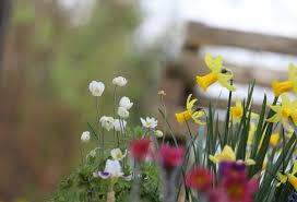 Attēlu rezultāti vaicājumam “Anemone sylvestris”