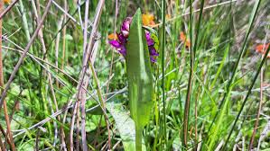 Attēlu rezultāti vaicājumam “Dactylorhiza majalis subsp. baltica leaf”