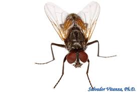 Attēlu rezultāti vaicājumam “Diachea muscorum”