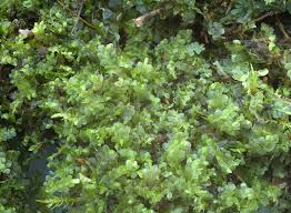 Attēlu rezultāti vaicājumam “Chiloscyphus pallescens”