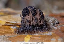 Attēlu rezultāti vaicājumam “Stemonitis fusca stalked”