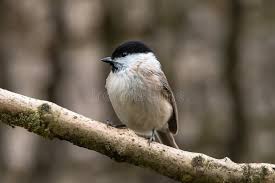 Attēlu rezultāti vaicājumam “Poecile montanus”