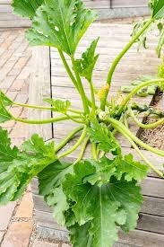 Attēlu rezultāti vaicājumam “Cucurbita pepo leaf”