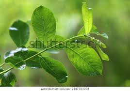 Attēlu rezultāti vaicājumam “Salix aurita leaf”