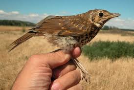 Attēlu rezultāti vaicājumam “Turdus philomelos juvenile”