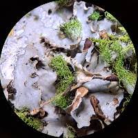 Attēlu rezultāti vaicājumam “Peltigera polydactylon”