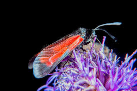 Attēlu rezultāti vaicājumam “Zygaena minos”