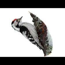 Attēlu rezultāti vaicājumam “Dendrocopos minor male”