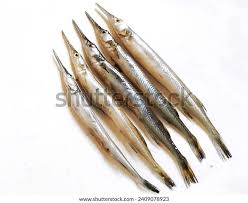 Attēlu rezultāti vaicājumam “Belone belone”