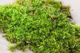 Attēlu rezultāti vaicājumam “Amblystegium serpens macro”