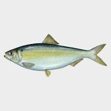 Image result for Alosa aestivalis