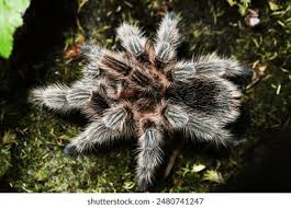 Znalezione obrazy dla zapytania Grammostola grossa