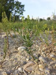 Attēlu rezultāti vaicājumam “Lepidium densiflorum flower”