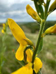 Image result for Genista tinctoria