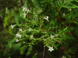 Attēlu rezultāti vaicājumam “Viola uliginosa flower”