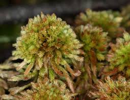 Attēlu rezultāti vaicājumam “Sphagnum wulfianum”